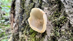 Peziza varia