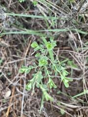 Phyllanthus polygonoides