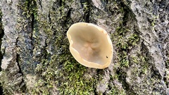 Peziza varia
