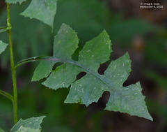 Lactuca biennis