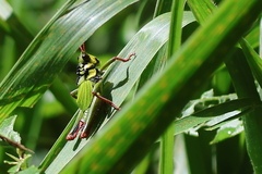 Cibotopteryx