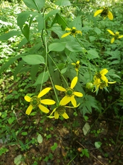 Rudbeckia