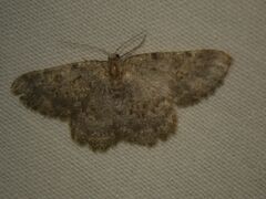 Gnophini