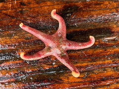 Henricia