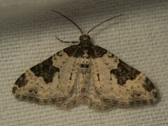 Xanthorhoe fluctuata