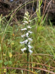 Spiranthes arcisepala