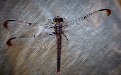 Libellula