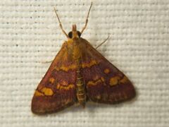 Pyrausta aurata