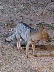 Lycalopex gymnocercus