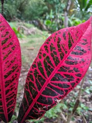 Codiaeum variegatum