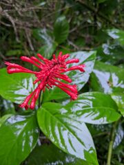 Odontonema cuspidatum