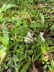 Clavulina rugosa