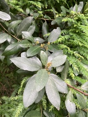 Rhamnus alaternus