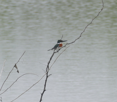 Chloroceryle americana