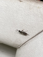 Torymidae