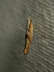 Argyresthia