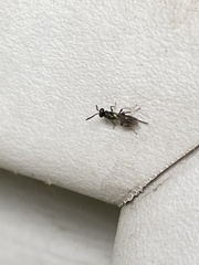 Torymidae