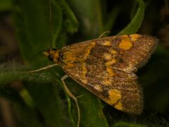 Pyrausta aurata