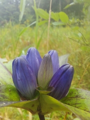 Gentiana clausa