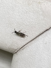 Torymidae