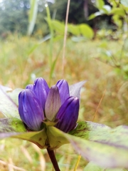 Gentiana clausa