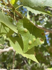 Taphrina populi-salicis