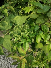 Causonis japonica