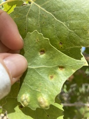 Taphrina populi-salicis