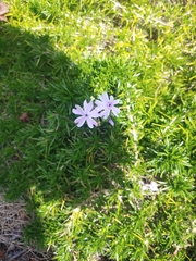 Phlox subulata