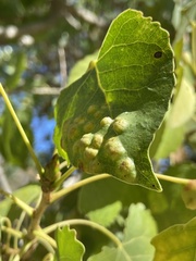 Taphrina populi-salicis