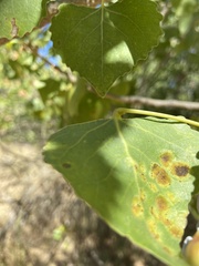 Taphrina populi-salicis