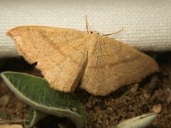 Cyclophora linearia