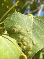 Taphrina populi-salicis
