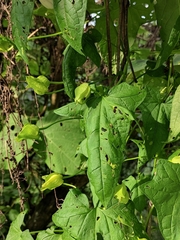 Calystegia silvatica orientalis