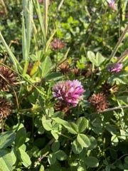Trifolium wormskioldii