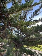 Cupressus