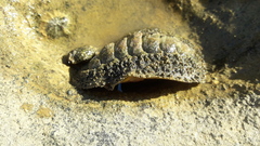 Acanthopleura gemmata