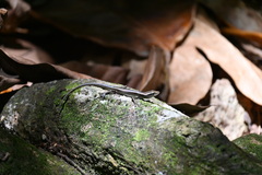 Emoia caeruleocauda