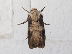 Agrotis puta