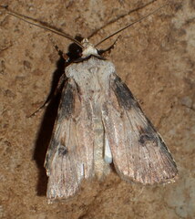 Agrotis puta