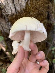 Volvariella bombycina