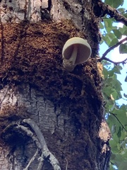 Volvariella bombycina