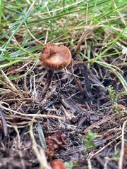 Deconica
