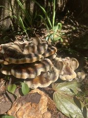 Phaeolus schweinitzii