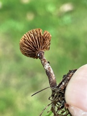 Deconica