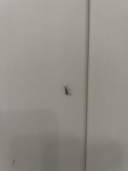 Myodocha serripes