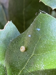 Dryocosmus minusculus