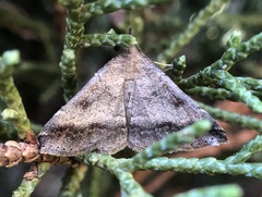 Tetanolita palligera