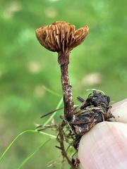 Deconica