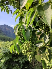 Phellodendron amurense